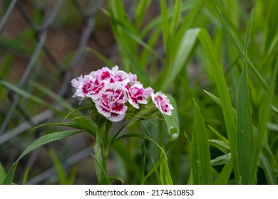 Sweet Willian Flowers (Dianthus Barbatus)