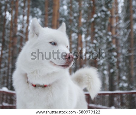 Similar – Image, Stock Photo White Samoyed dog beside lantern in snowy Lapland