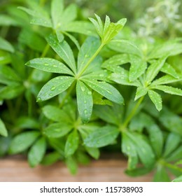 Sweet Woodruff