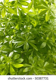 Sweet Woodruff