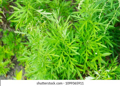 Sweet Wormwood, Sweet Annie, Sweet Sagewort Or Annual Wormwood Plant In Garden