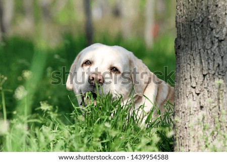 Similar – Dog in the grass, looking for something?