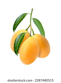 Sweet yellow ripe Marian plum (Mayongchid, Maprang, Plum Mango) with green leaves on tree branch isolated on white background. - Shutterstock ID 2287480515
