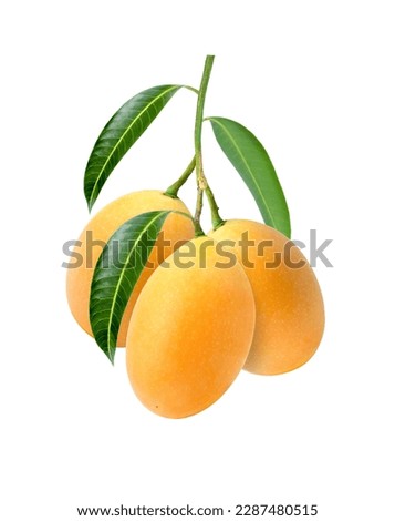 Sweet yellow ripe Marian plum (Mayongchid, Maprang, Plum Mango) with green leaves on tree branch isolated on white background.