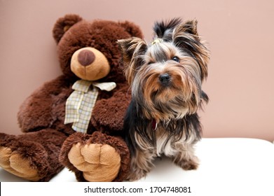 Sweet Yorkshire Terrier, Long Hair, Sitting With Teddy Bear