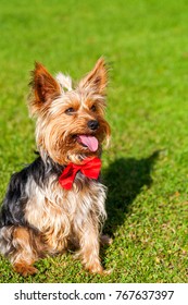 Sweet yorkshire terrier with outstretched tongue, with a red bow. Yorkshire terrier on a green lawn. - Shutterstock ID 767637397