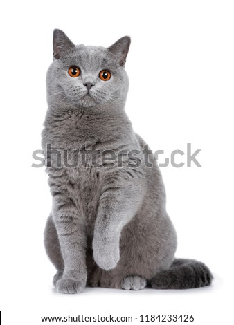 Sweet young adult solid blue British Shorthair cat kitten sitting up front view, looking at camera with orange eyes and one paw lifted, isolated on white background