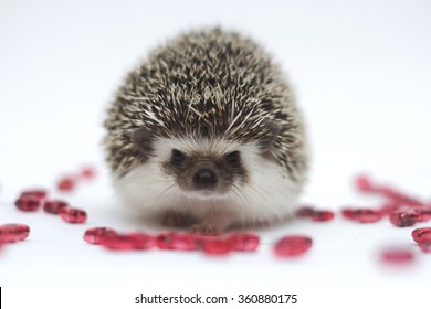 sweet young african pygmy hedgehog portrait color algerian dark grey mini pinto in white background