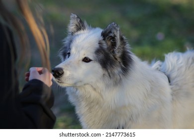 Sweet Young Dog Smells Human Hand