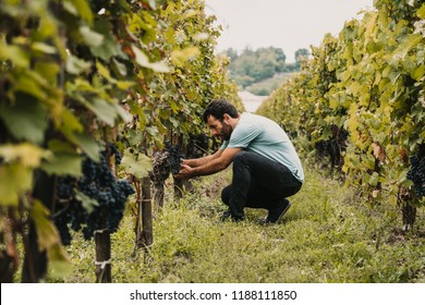 Sweet young tourist man walking around vineyards in Bordeaux, France. Harvest time of the grape. Travel photography. Lifestyle. - Powered by Shutterstock