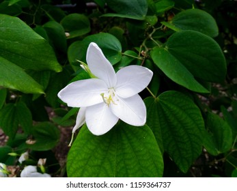 Sweetbay Magnolia Flower