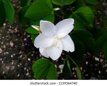 Sweetbay Magnolia Flower