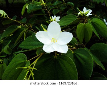 Sweetbay Magnolia Flower