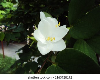 Sweetbay Magnolia Flower