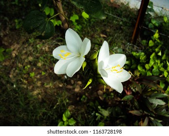 Sweetbay Magnolia Flower