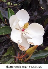 Sweetbay Magnolia (magnolia Virginiana) Flower.