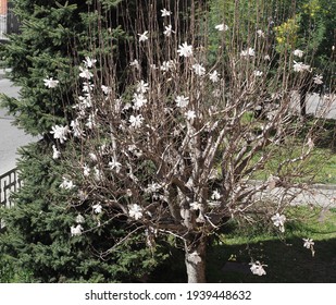 Sweetbay (scientific Name Magnolia Virginiana) Tree ((sweetbay (scientific Name Magnolia Virginiana))