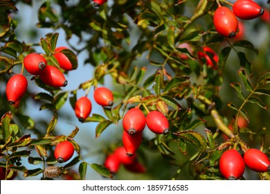 Sweetbriar Rose. Rosa Rubiginosa Hips.