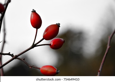 Sweetbriar Rose. Rosa Rubiginosa Hips.