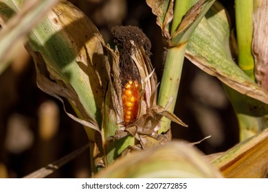 Sweetcorn On The Cob Ready For Harvest