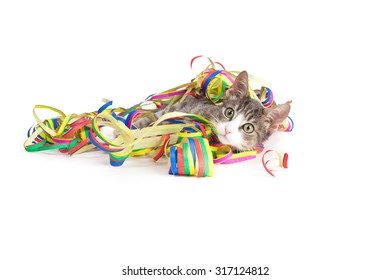 Joyeux Anniversaire Chat Photos Et Images De Stock Shutterstock