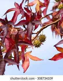 Sweetgum Tree Branch ( Liquidambar Styraciflua)