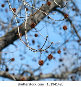 Sweetgum Tree Branch In Winter, Blue Sky