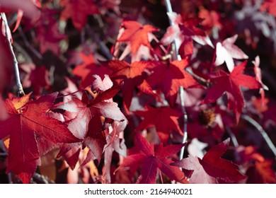 Sweetgum Tree Leaves In Autumn