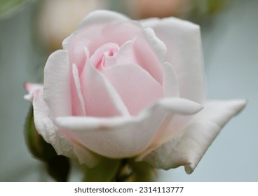 Sweetheart Rose Flower Botanical Bloom