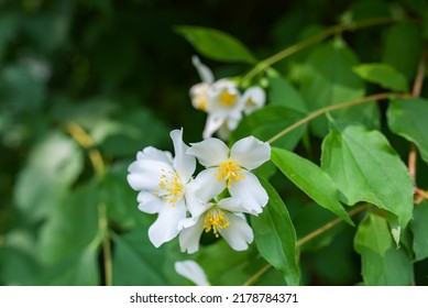 Sweetly scented white flowers of star jasmine or false jasmine climbing vine, living green hedge in the garden. jasmine background