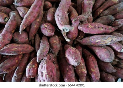 Sweetpotato