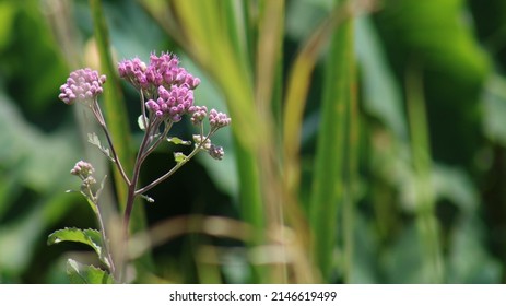 Sweetscent Wildflower In Freshwater Marsh