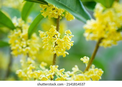 Sweetscented Yellow Osmanthus Fragrans Bloom Autumn Stock Photo ...