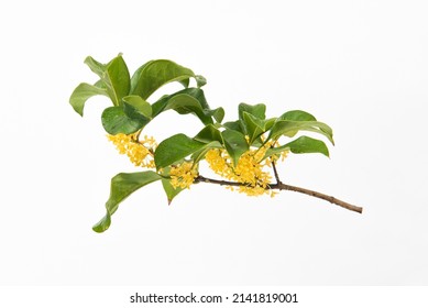 Sweet-Scented yellow osmanthus fragrans bloom on white background - Shutterstock ID 2141819001