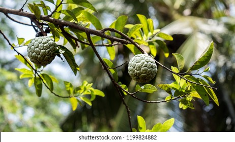 Sweetsop Atis Fruit On Tree Stock Photo Edit Now