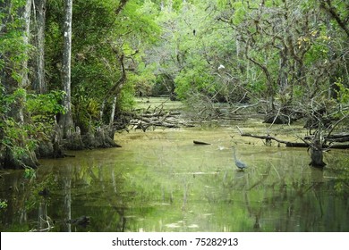 Sweetwater Strand, Big Cypress National Preserve, Florida Everglades