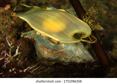 Swell Shark Egg Case On Snail