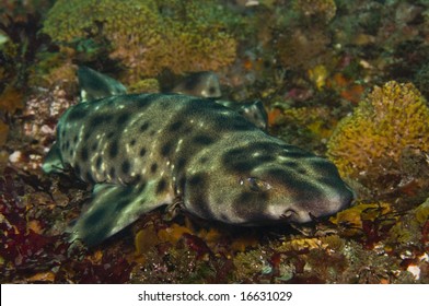 2 461 Cat Shark Images Stock Photos Vectors Shutterstock