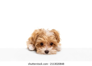 Swetness. Cute Small Dog, Maltipoo Golden Color Posing Isolated Over White Background. Concept Of Motion, Beauty, Vet, Breed, Pets, Animal Life. Copy Space For Ad, Design And Text. Looks Delighted