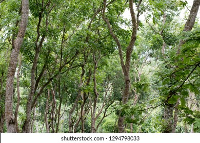 Swietenia Mahagoni Commonly Known American Mahogany Stock Photo ...