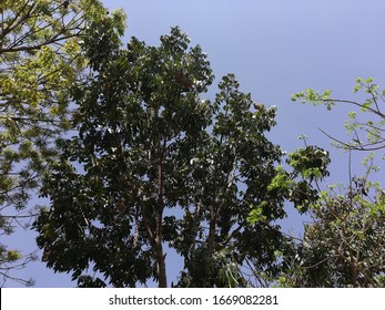  Swietenia Mahogany, Honduras Mahogany Tree Plant 