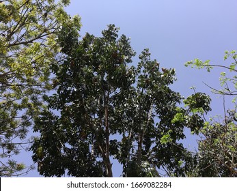  Swietenia Mahogany, Honduras Mahogany Tree Plant 