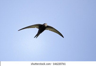 Swift, Apus apus, single bird in flight, Oxfordshire, April 2012 