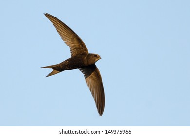 Swift In Flight On Blue Sky Background