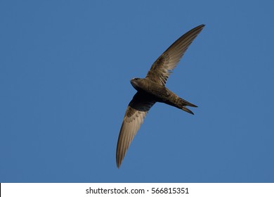 Swift In Flight On Blue Sky Background