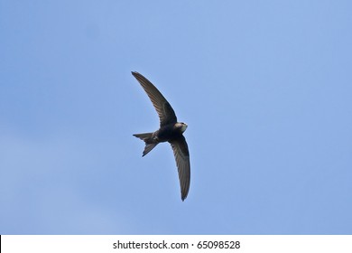 Swift flying over head (Common Swift / Apus apus)