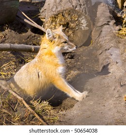 Swift Fox