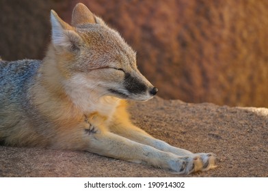 A Swift Fox At The Oklahoma City Zoo.