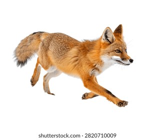Swift Fox Swift Fox Running Dynamically Reali Isolated On White Background