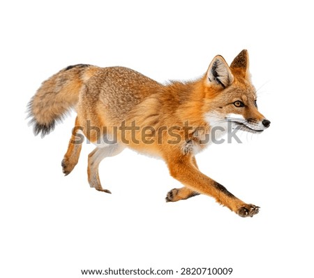 Swift Fox Swift Fox Running Dynamically Reali Isolated On White Background